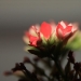 img_0677-3-large.jpg