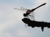 img_1553-custom.jpg